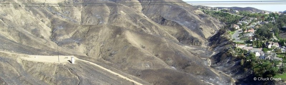 A hillside after a fire.
